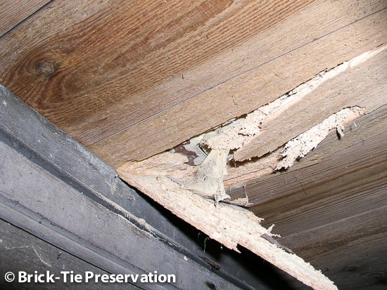 active woodworm infestation in Sheffield South Yorkshire seen by Brick-Tie Preservation