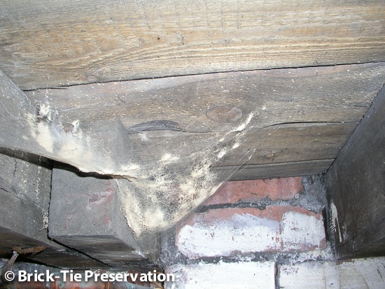 active woodworm leaving signs in a cobweb below a kitchen floor in Leeds West Yorkshire