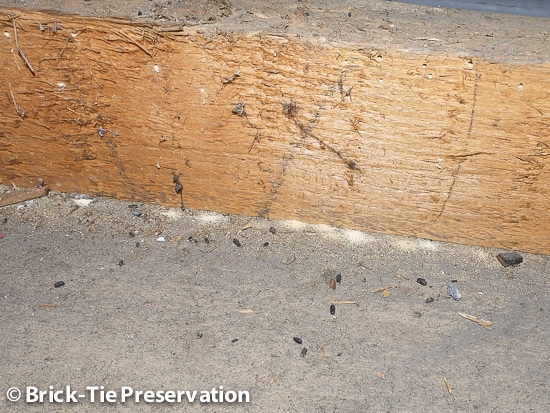 active common furniture beetle infestation in a roof in Ripon