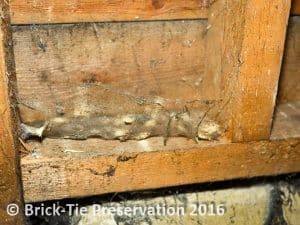 Woodworm frass in cobwebs is always a sign of activity (1 of 1)