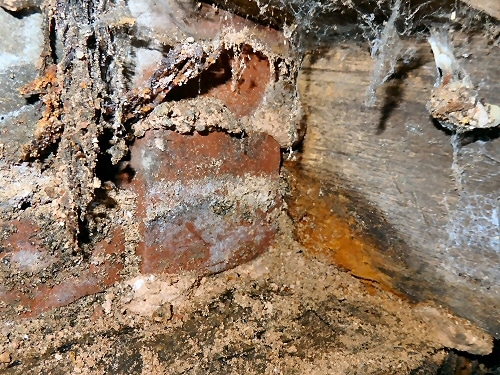 wet rot found during a damp and timber survey